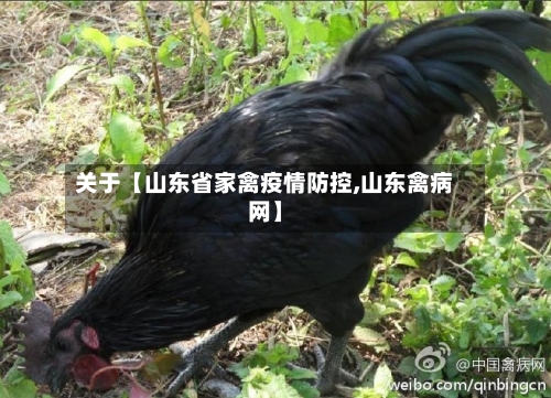 关于【山东省家禽疫情防控,山东禽病网】-第2张图片