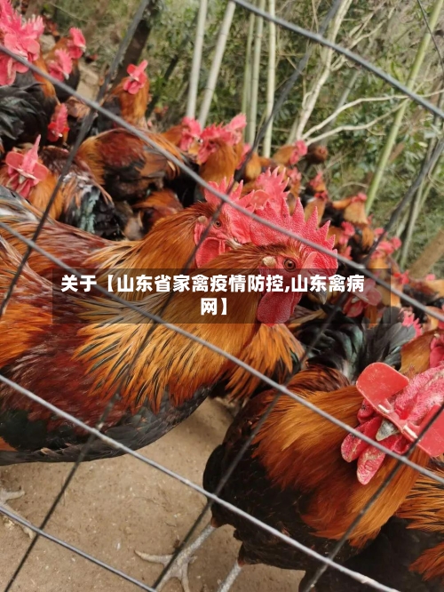 关于【山东省家禽疫情防控,山东禽病网】