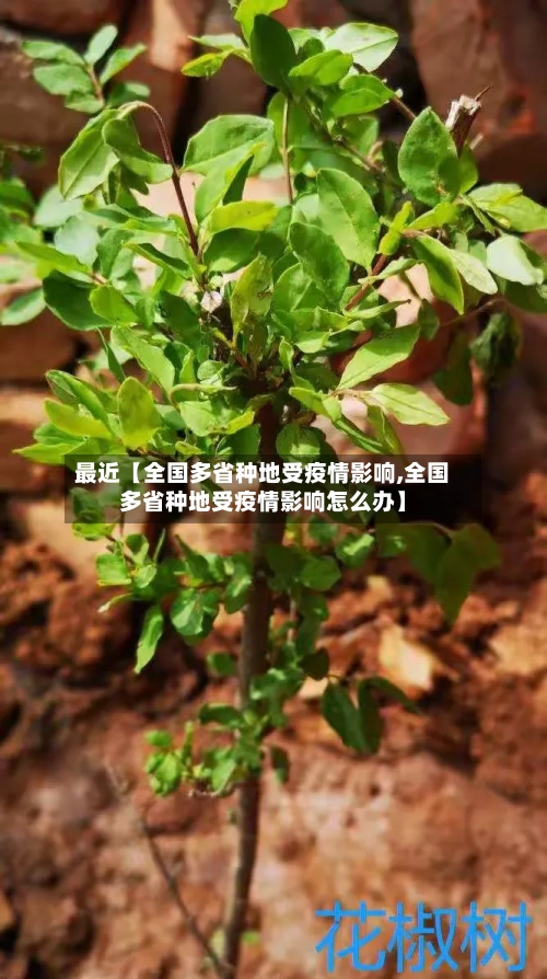 最近【全国多省种地受疫情影响,全国多省种地受疫情影响怎么办】-第2张图片