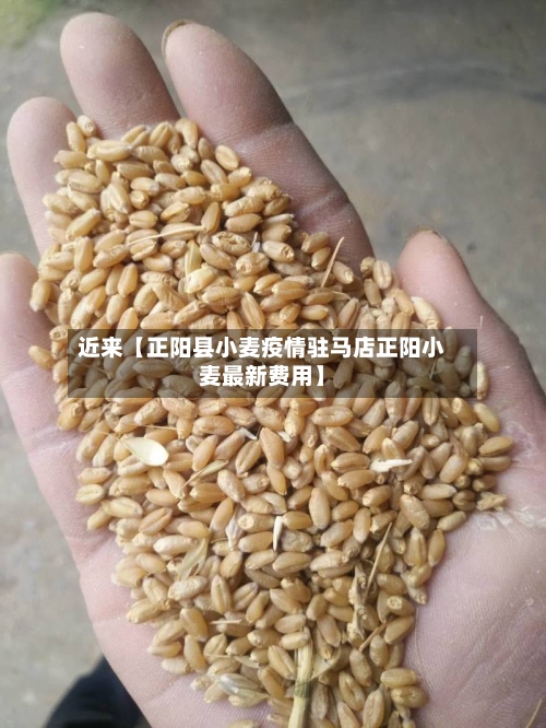 近来【正阳县小麦疫情驻马店正阳小麦最新费用】-第2张图片