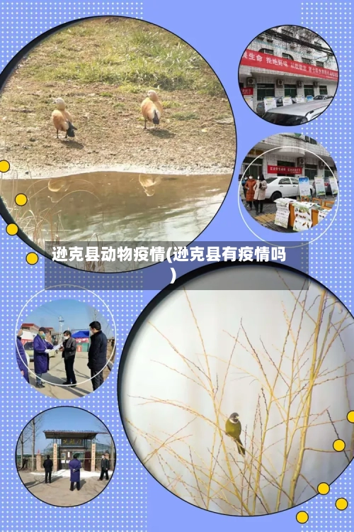 逊克县动物疫情(逊克县有疫情吗)