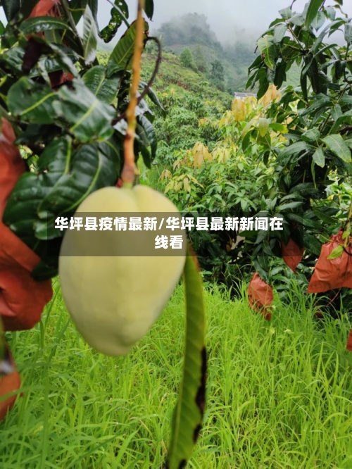 华坪县疫情最新/华坪县最新新闻在线看-第2张图片