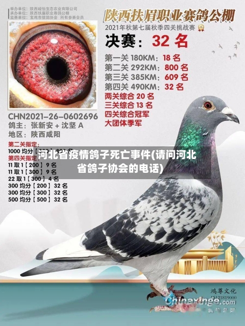河北省疫情鸽子死亡事件(请问河北省鸽子协会的电话)